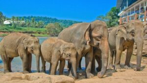 Elefanti sulle rive del fiume a Pinnawala, Gran Tour dello Sri Lanka in viaggio tra natura e cultura