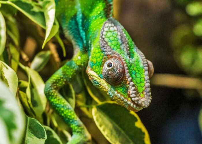 Madagascar viaggio organizzato gran tour