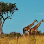 viaggio organizzato in aereo in tanzania safari e zanzibar