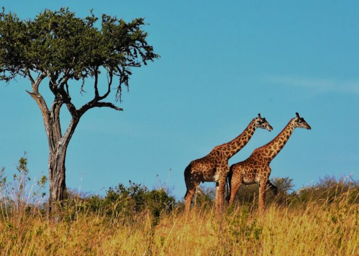 viaggio organizzato in aereo in tanzania safari e zanzibar