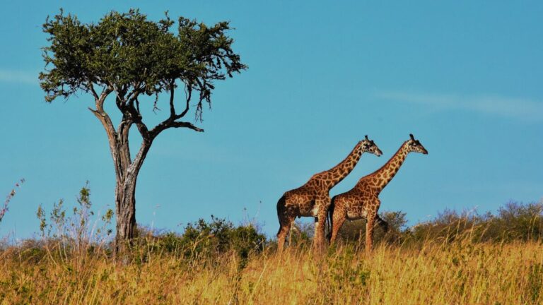 viaggio organizzato in aereo in tanzania safari e zanzibar