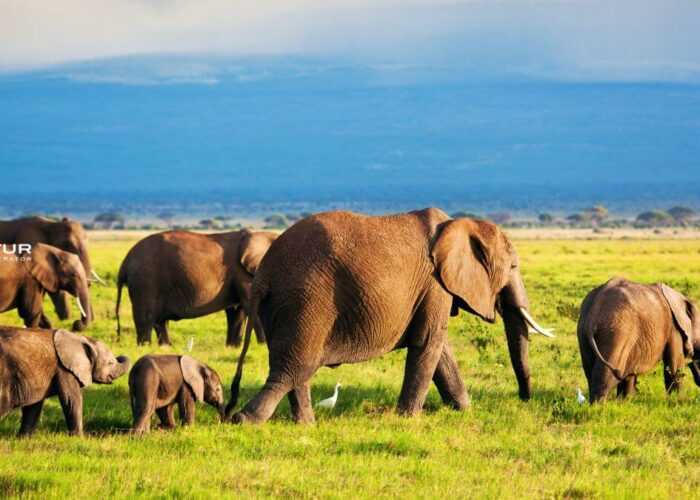 viaggi in kenya organizzati safari