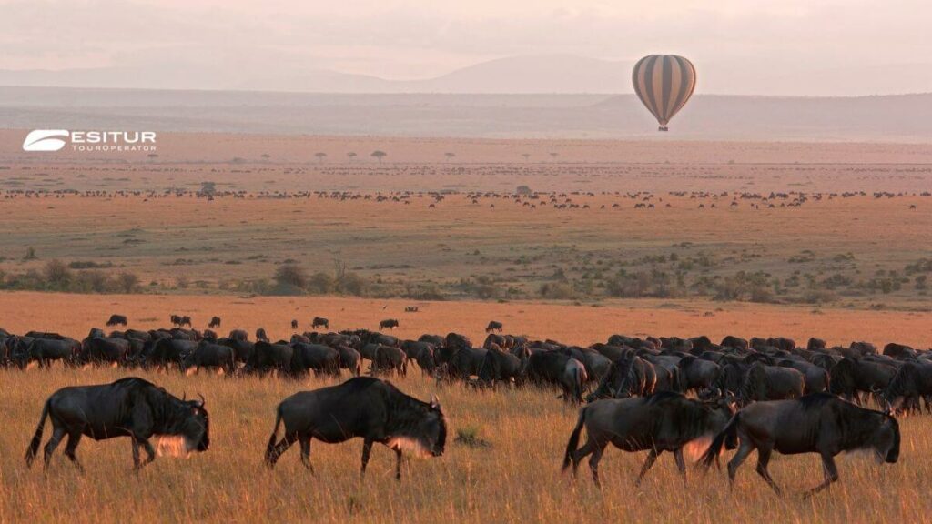 Mandria di gnu nella savana del Masai Mara con mongolfiera, Quando andare in Kenya per un safari