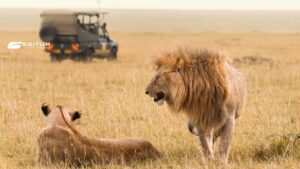 Leone e leonessa nella savana con jeep sullo sfondo, Viaggio organizzato in Sudafrica