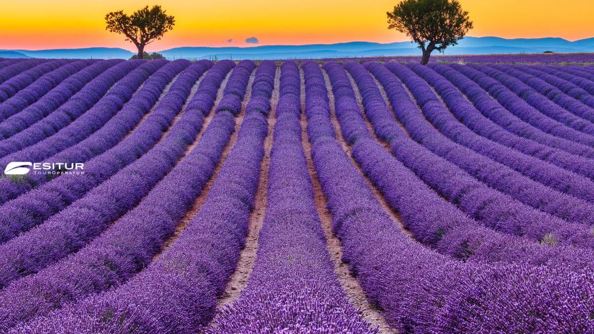 fioritura della lavanda in provenza quando andare viaggio organizzato