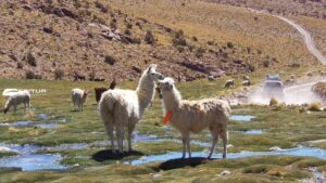 Bolivia