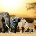 viaggi organizzati in sudafrica safari in aereo