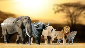 viaggi organizzati in sudafrica safari in aereo