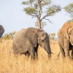 Sudafrica - Zimbabwe - Botswana  vacanza organizzata safari in africa