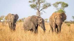 Sudafrica - Zimbabwe - Botswana  vacanza organizzata safari in africa