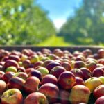 viaggio organizzato in val di non relax e benessere