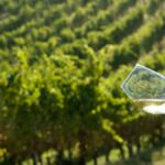 Cantine aperte verdicchio viaggi organizzati nelle marche Viaggi organizzati ESITUR | Cantine aperte verdicchio viaggi organizzati nelle marche