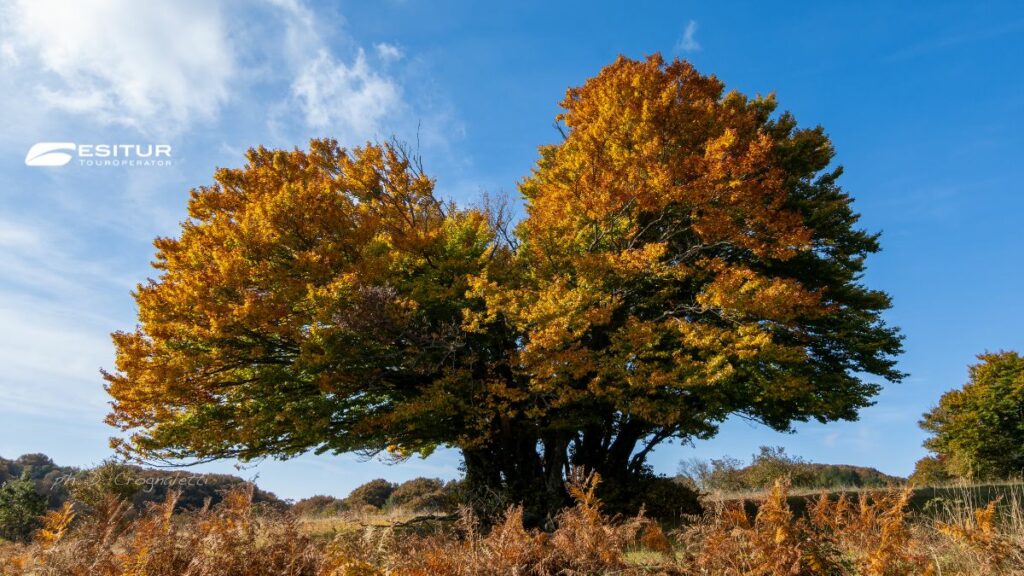 Grande faggio dai colori autunnali nella Faggeta di Canfaito, foliage nelle Marche in un viaggio nella natura
