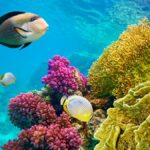 Pesci tropicali tra coralli colorati del Mar Rosso, Capodanno a Sharm el-Sheikh da Falconara Ancona per una vacanza sul mare