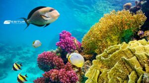 Pesci tropicali tra coralli colorati del Mar Rosso, Capodanno a Sharm el-Sheikh da Falconara Ancona per una vacanza sul mare