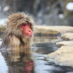 Macaco giapponese immerso in una sorgente termale, Viaggio organizzato Giappone in Inverno