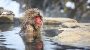 Macaco giapponese immerso in una sorgente termale, Viaggio organizzato Giappone in Inverno