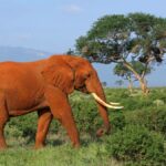 Elefante rosso nella savana con acacie sullo sfondo, Viaggio Safari nel Parco Tsavo in Kenya