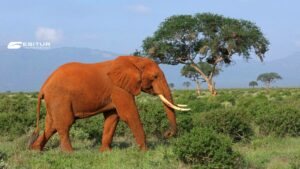 Elefante rosso nella savana con acacie sullo sfondo, Viaggio Safari nel Parco Tsavo in Kenya